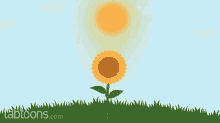 Plant Sunflower GIF