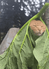 a cat is wrapped in a green leaf