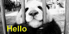 Hello Panda GIF - Hello Panda GIFs