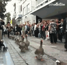 Duck The Pet Collective GIF - Duck The Pet Collective Parade GIFs