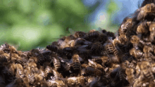 Bees Insect GIF - Bees Insect Bees Cage GIFs