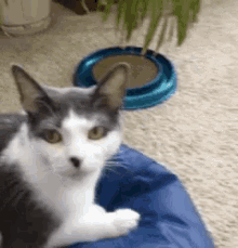 a grey and white cat is laying on a blue pillow