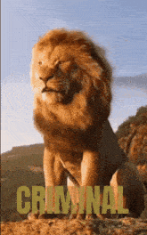 a picture of a lion with the word criminal written below it