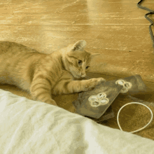 Colin Cat Cat Tarot GIF - Colin Cat Cat Tarot Tarot GIFs