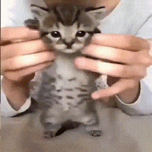 Silly Baby Cat GIF - Silly Baby Cat Dancing GIFs