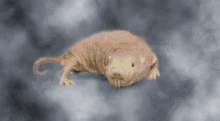 Mole Laser Eyes GIF - Mole Laser Eyes Rat GIFs
