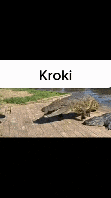 Kroki Crocodile GIF - Kroki Crocodile GIFs