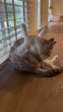 a cat is laying on its back in front of a window with blinds