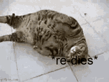 Cat Redies Cat Dies GIF - Cat Redies Cat Dies Dies Meme GIFs