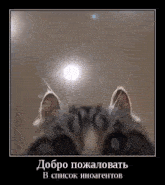 a close up of a cat 's face with a light shining in the background