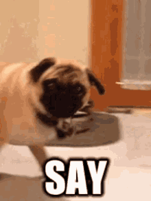 Funny Dog Say That To My Face GIF