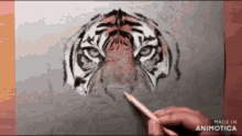 Tiger Drawing GIF - Tiger Drawing GIFs