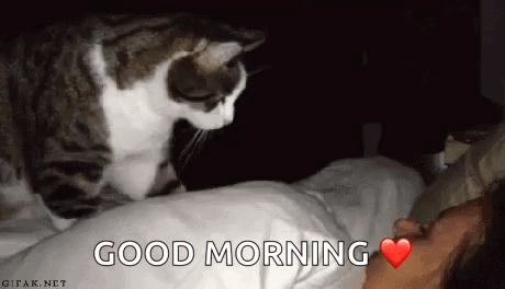 Good Morning Funny Animals GIF - GoodMorning FunnyAnimals InsomniaCat -  Discover & Share GIFs