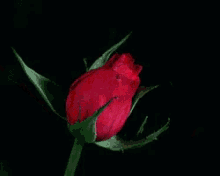 Rose Flower GIF - Rose Flower Blossom GIFs