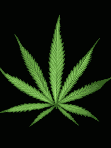 420 GIF - 420 - Discover & Share GIFs
