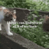 I Hope I Can Find You In All 9 Of My Lives 9 Lives GIF - I Hope I Can Find You In All 9 Of My Lives 9 Lives GIFs