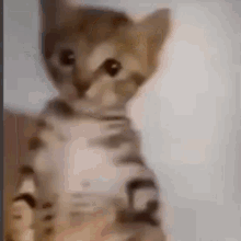 Cat Hiccup GIF - Cat Hiccup Hiccup Cat GIFs