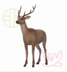 GIF