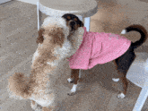 two dogs one wearing a pink shirt that says ' snoopy ' on it