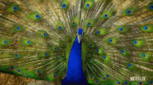Dancing Peacock GIFs | Tenor