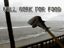 Will Work For Food GIF - Will Work For Food GIFs