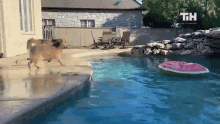 Dog On A Floatie This Is Happening GIF - Dog On A Floatie This Is Happening Catch This GIFs