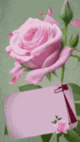 a pink rose is sitting next to a white card with a tag attached to it .