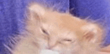 Cat Slipek GIF - Cat Slipek GIFs