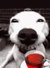 Smiling Dog Happy GIF - Smiling Dog Happy Tea GIFs