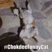 Chokdee Funny Cat Sad GIF