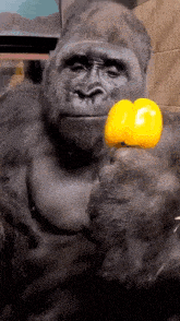 Gorilla Surprised GIF