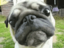 Dog Stare GIF - Dog Stare Cute Dog GIFs