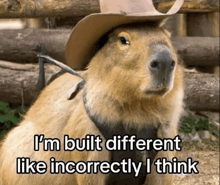 a capybara wearing a cowboy hat and a collar says i 'm built different like incorrectly i think