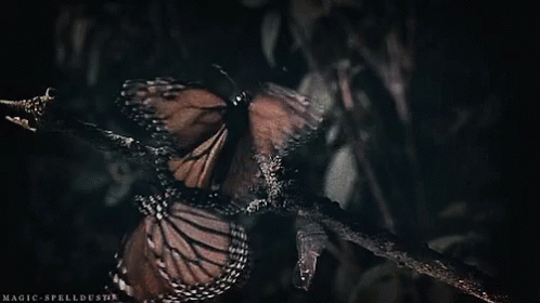 butterfly tumblr gif