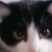 чернобелая кошка подмигивает смешные коты GIF