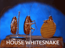 whitesnake house whitesnake house rogue lineage cockroach