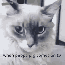 Ahhhhhhh When Peppa Pig Comes On The Tv GIF