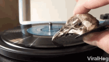 Record Beak GIF - Record Beak Strange GIFs