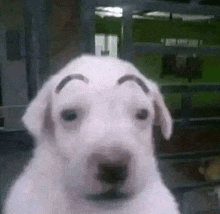 a white dog with eyebrows on its face is looking at the camera .