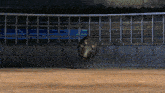 a bull standing in a fenced in area with a brick wall behind it