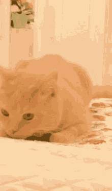 Kuma Kuma Cat GIF - Kuma Kuma Cat Mozie GIFs