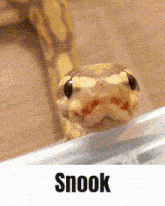 Snook GIF