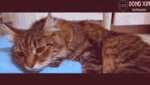 Koteemo Sad Cat GIF - Koteemo Sad Cat Cute GIFs