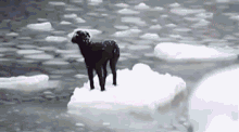 Dog Iceberg GIF