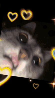 Nickyyy Cute GIF - Nickyyy Cute Cat GIFs