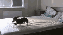 Yatak Odası GIF - Dog Running Run Around GIFs