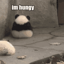Panda Hungy GIF