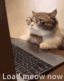 Cat Load Meow Now GIF - Cat Load Meow Now Cute GIFs