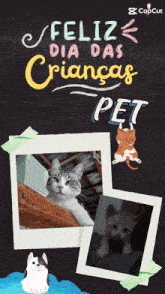 Gatos Quitana GIF - Gatos Quitana GIFs