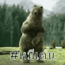 หมีเต้น หมีแดนซ์ ตลก GIF